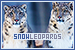 Snow Leopards: 